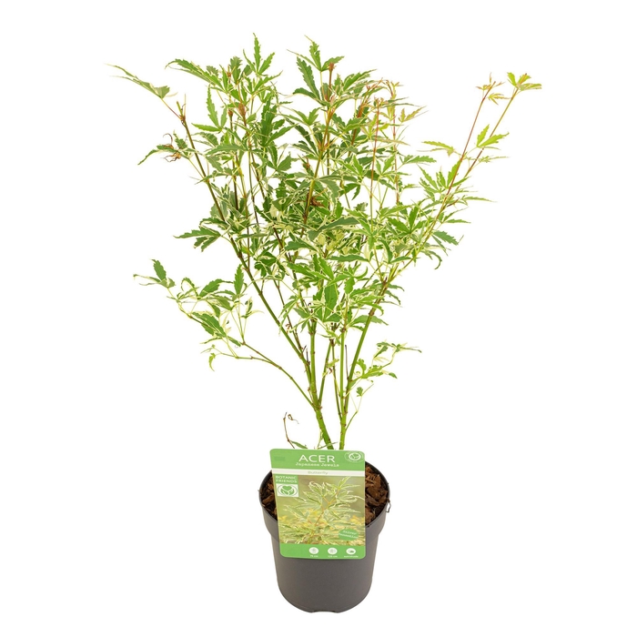 <h4>Acer palm. 'Butterfly'</h4>