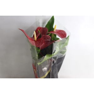 ANTHURIUM MICHIGAN P17 PREMIUM
