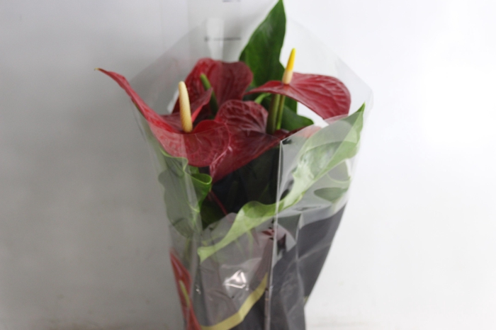 <h4>ANTHURIUM MICHIGAN P17 PREMIUM</h4>