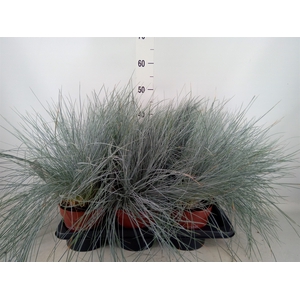 Festuca glauca 'Intens Blue'