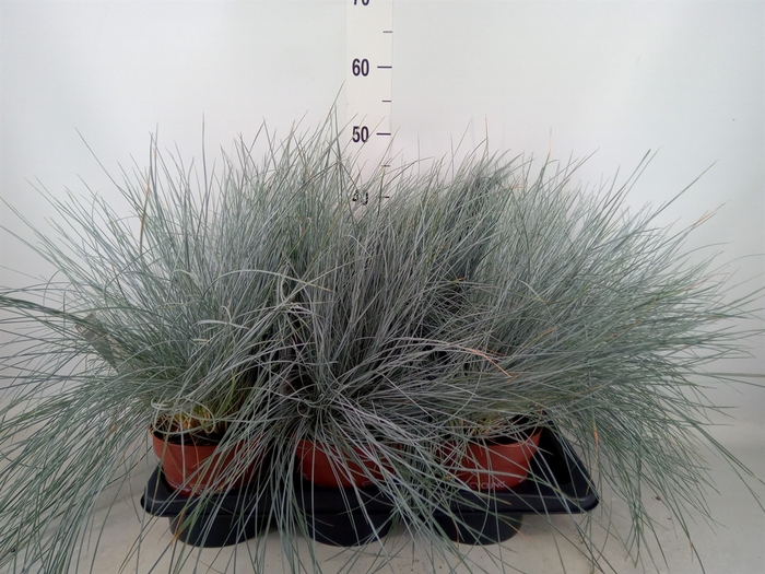 <h4>Festuca glauca 'Intens Blue'</h4>