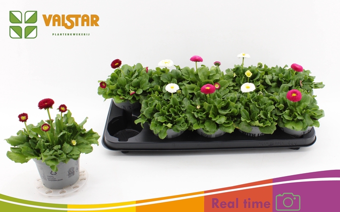 <h4>BELLIS P KL BEL GEM</h4>