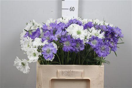 <h4>Scab Caucasica Blue+ Wit Mix</h4>