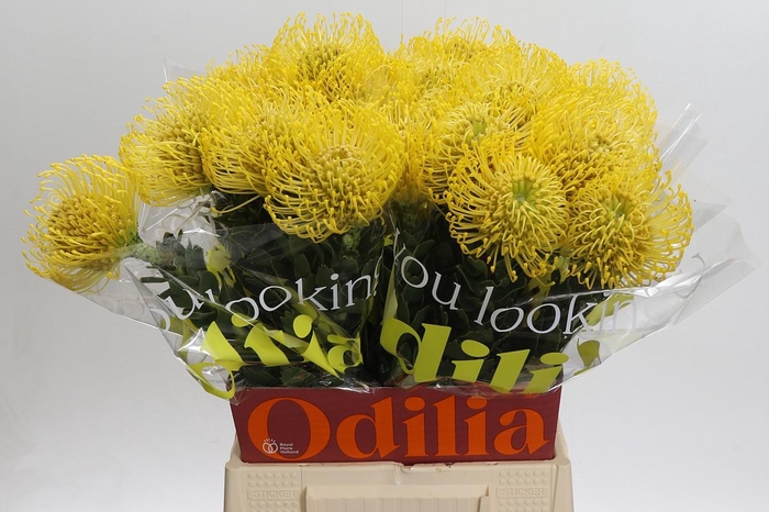 <h4>Nutans High Gold</h4>