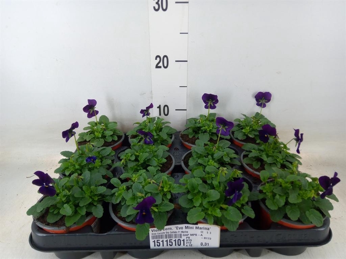 <h4>Viola corn. 'Evo Mini Marina'</h4>