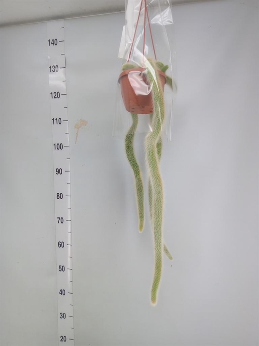 <h4>Cactus   ...</h4>