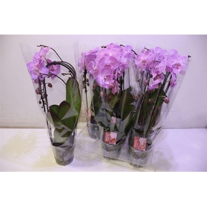 arr8 Phal El Cascade