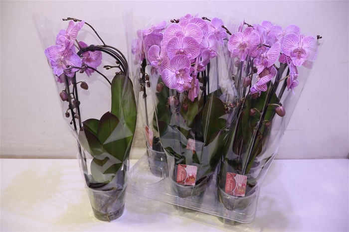 <h4>arr8 Phal El Cascade</h4>