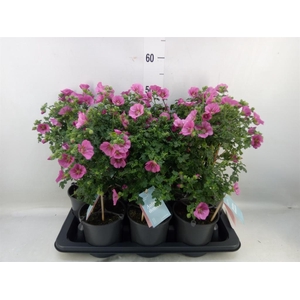 Anisodontea capensis 'Elega Prince'