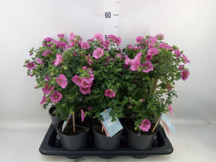 <h4>Anisodontea capensis 'Elega Prince'</h4>