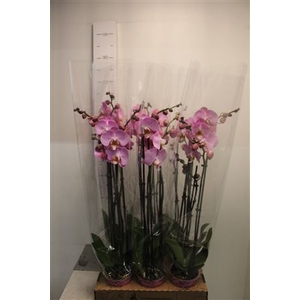 Phal Anthura Osaka 3 Branches 21+