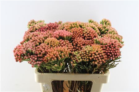 <h4>Kaaps Brunia La Red</h4>