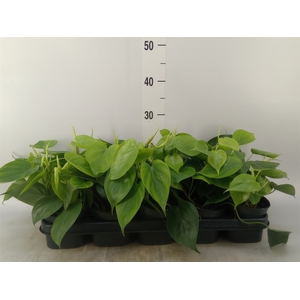 Philodendron scand.