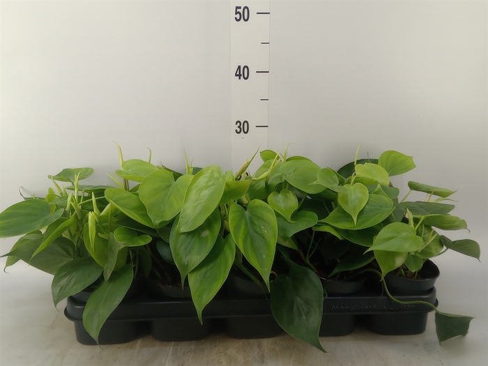 <h4>Philodendron scand.</h4>
