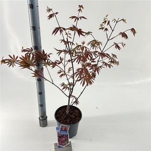 Acer pal. 'Trompenburg'