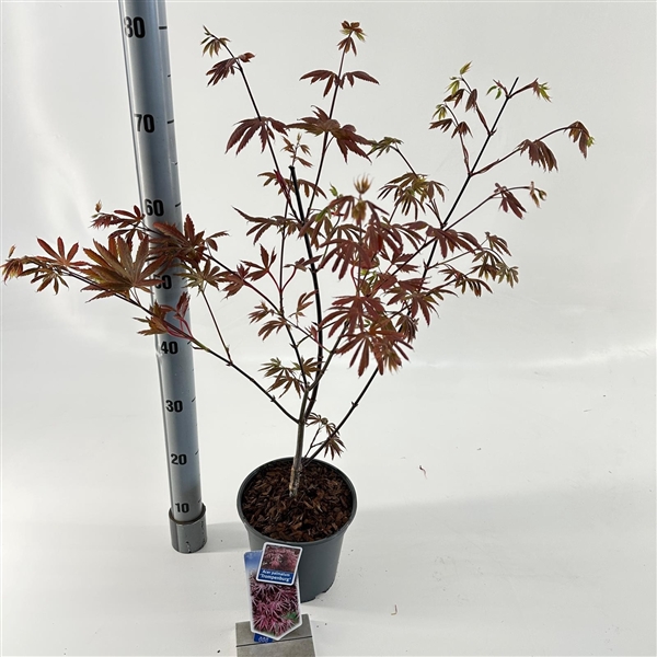 <h4>Acer pal. 'Trompenburg'</h4>