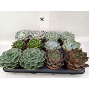 Echeveria  'Rosetta'   ...mix