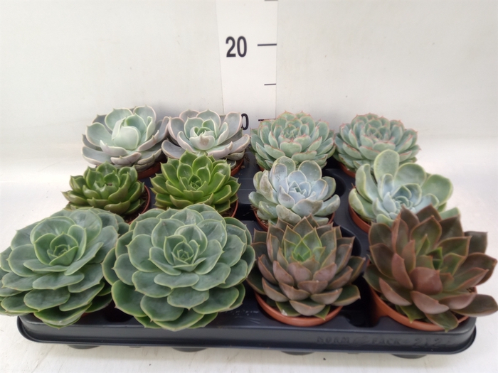 <h4>Echeveria  'Rosetta'   ...mix</h4>