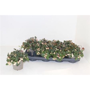 Gaulth Pr Ciao B White