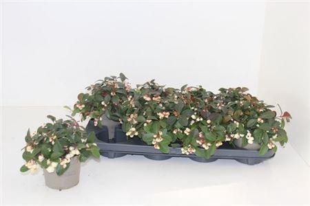 <h4>Gaulth Pr Ciao B White</h4>