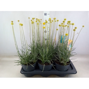 Craspedia globosa 'Golf Beauty'