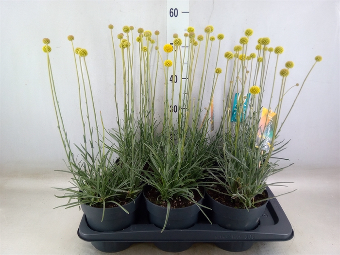 <h4>Craspedia globosa 'Golf Beauty'</h4>