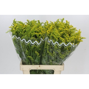 Solidago Golden Glory