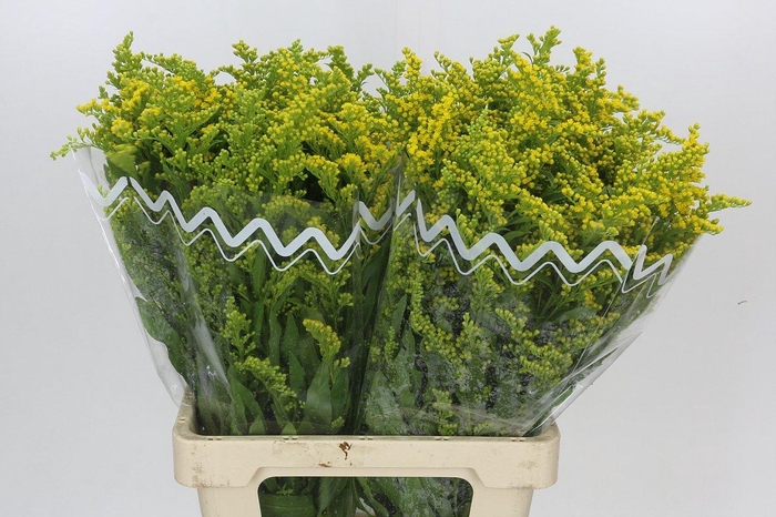 <h4>Solidago Golden Glory</h4>