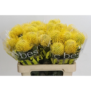 Nutans Ayoba Saffron