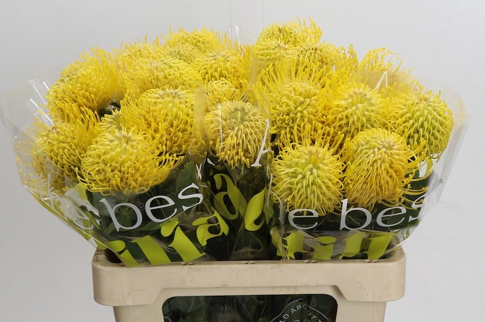 <h4>Nutans Ayoba Saffron 50-90</h4>