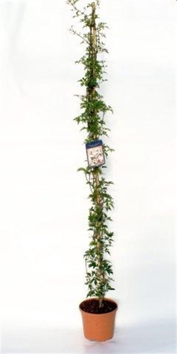 <h4>Clematis Avalanche</h4>