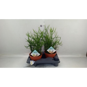 Euphorbia tirucalli