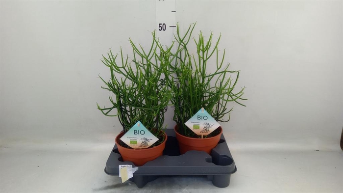 <h4>Euphorbia tirucalli</h4>