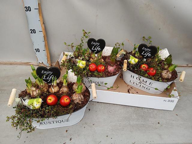 <h4>ARR BOL KNOLGEWAS</h4>