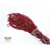 Amaranthus Preserved Wine Red