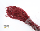 Amaranthus Preserved Wine Red