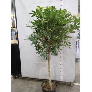 Schefflera arbor. 'Compacta'