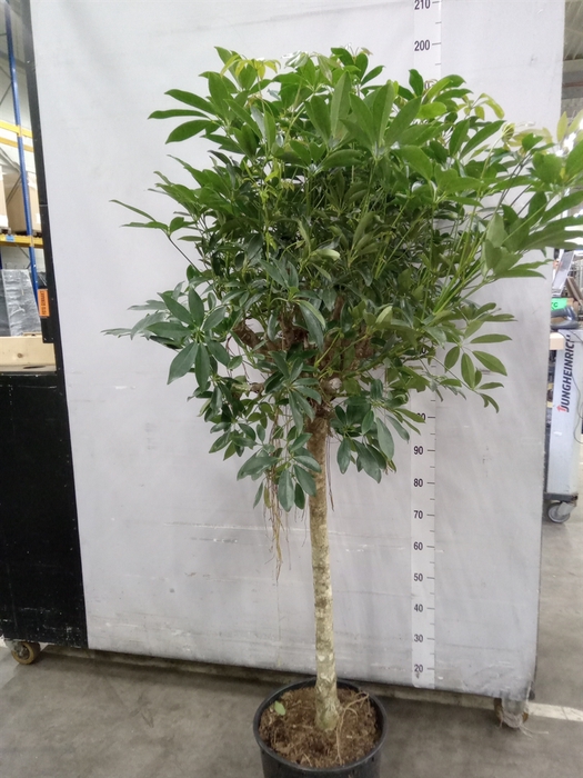 <h4>Schefflera arbor. 'Compacta'</h4>