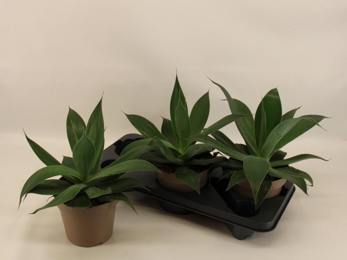 <h4>AGAV LOPHANTHA</h4>