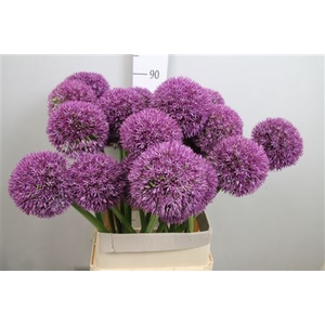 Allium Grootbloemig