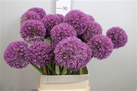 Allium Grootbloemig