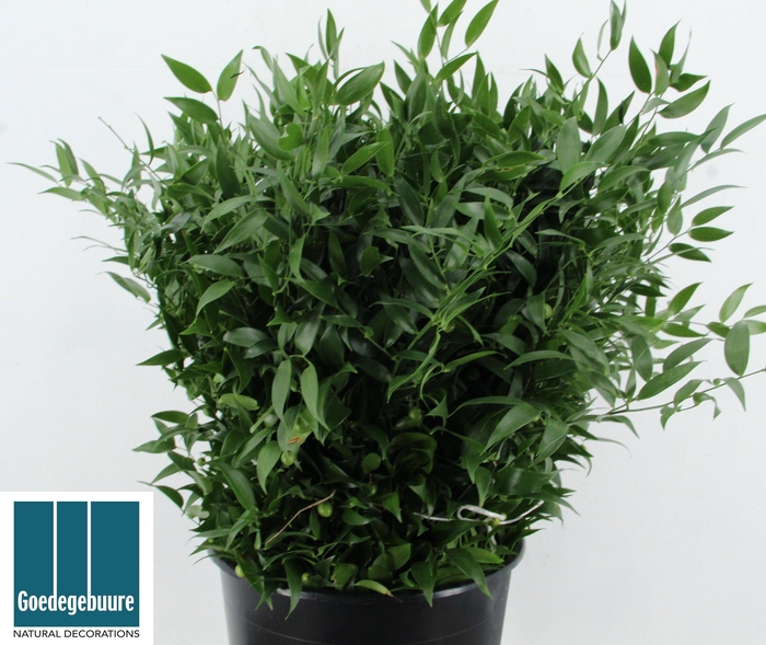 <h4>DANAE RACEMOSA PB</h4>