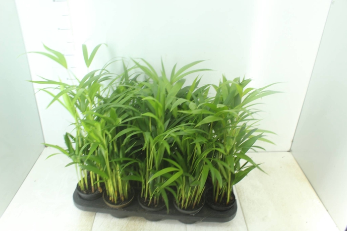 <h4>ARECA BAMBU P11</h4>