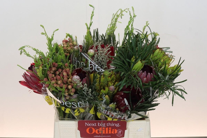 <h4>Protea Per Bos</h4>