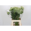 Ammi Visnaga