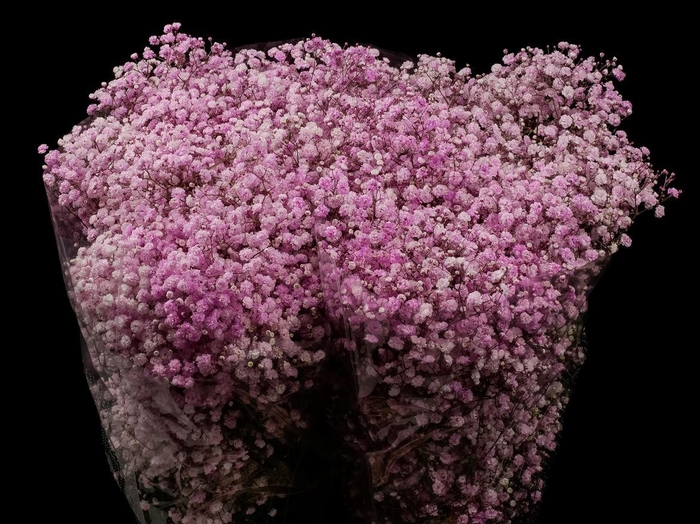 <h4>Gyps Xlence 70cm Light Pink</h4>