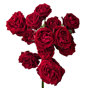 R TR FIBONACCI ROSSO Tessa