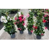 Dipladenia pyramide div.kleuren, 1 kleur per kist