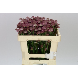 Astrantia Rosita