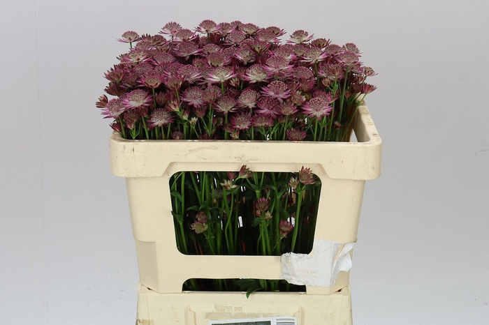 <h4>Astrantia Rosita</h4>
